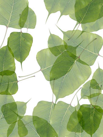 Leaves in transparency water background
