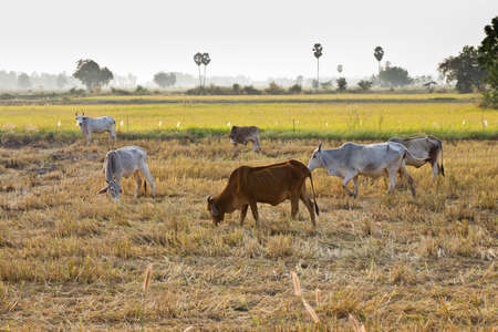 Thai beef cow grazing in the paddyの写真素材