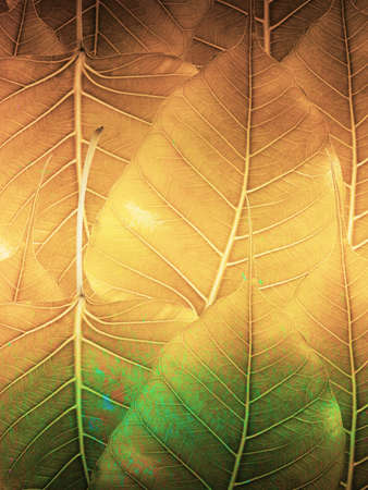 Bodhi leaves background, retro styleの写真素材