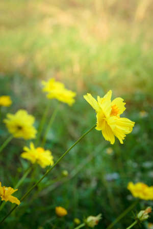 Wild yellow cosmos flowers in the meadow