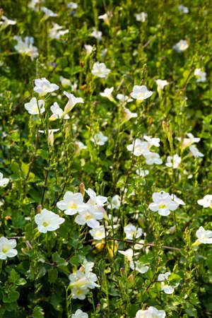 Hawaiian flowers in the meadow