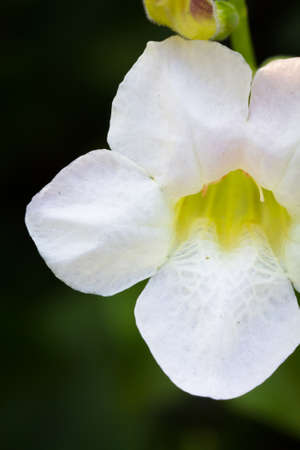 Hawaiian white flowerの写真素材