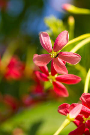Rangoon creeper,  Quisqualis indica Linn  in science name 
