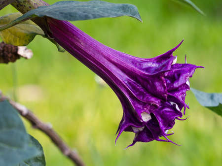 Purple datura flower  Catura metel Linn  in science name の写真素材