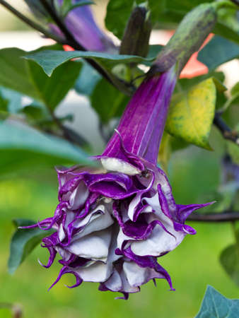 Purple datura flower  Catura metel Linn  in science name の写真素材