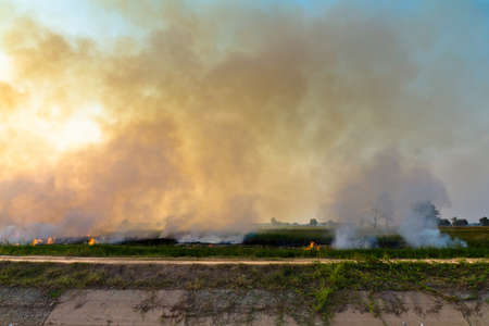 Fire and smoke in paddyの写真素材