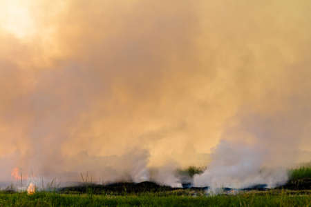 Fire and smoke in paddyの写真素材