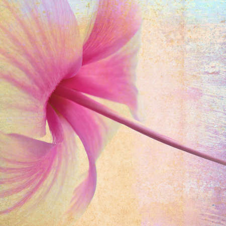 Hibiscus flower background, retro styleの写真素材