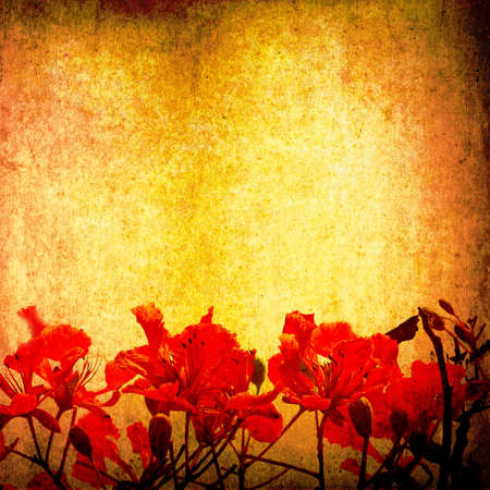 Grunge background, peacock flower on aged paperの写真素材