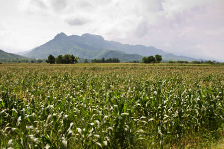 Corn farm in countryside of Thailandの写真素材
