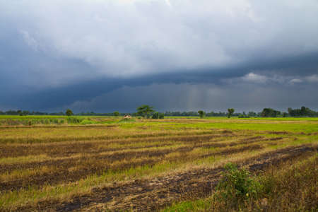 Dark clouds and raining over the paddyの写真素材