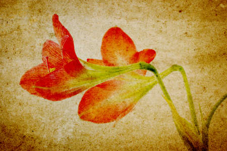 Star lily flower in retro backgroundの写真素材
