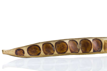 Dry botanical pod on white background  Senna siamea Lam in science name の写真素材