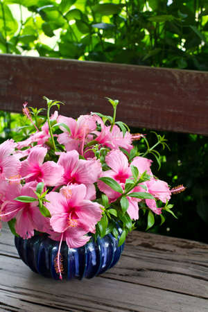 Hibiscus bouquet in blue vase on wooden chairの写真素材