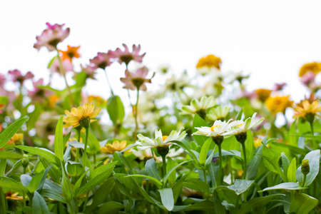 White Zinnia flowers in the gardenの写真素材