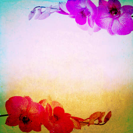 Colorful orchid on grunge backgroundの写真素材