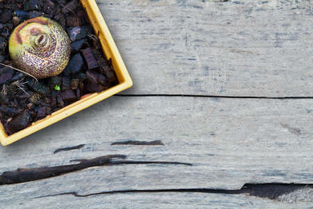 Baby plant in plastic pot on wood background,  Haemanthus multiflorus  Tratt   Martyn in science name の写真素材