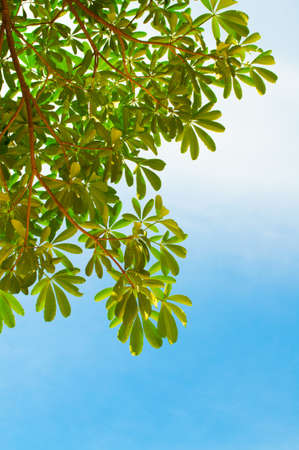 Branch of tropical, Pong Pong tree against blue sky   Cerbera odollam Gaertn  in science name 