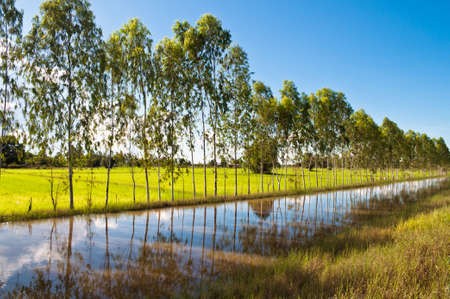 Row of Eucalyptus trees with rice field and irrigation canalの写真素材