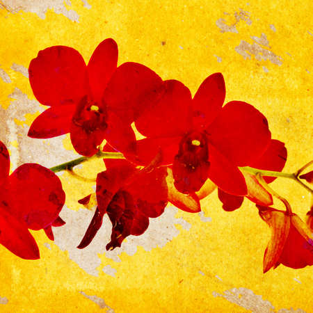 Grunge background, red orchid on scratched wood textureの写真素材