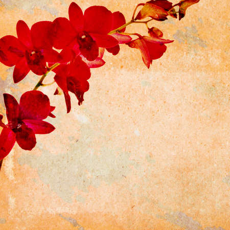 Grunge background, red orchid on paper textureの写真素材