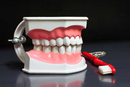Dental teetch model and toothbrushの写真素材