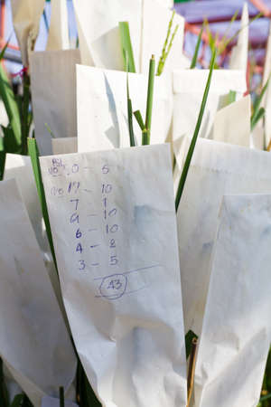 Transgenic rice in paper bagの写真素材