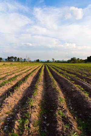 Cassava plantation in countryside of Thailandの写真素材
