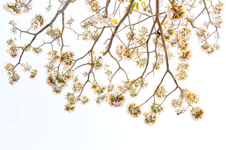 Tropical pink flower treetop isolated on white