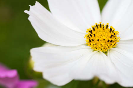 Closeup white cosmosの写真素材