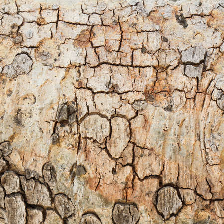 Cracked tree trunk, texture and background