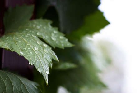 Closeup grape leaf with water drops against white backgroundの写真素材