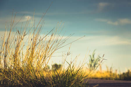 Grasses on the road side in the summer, vintage color styleの写真素材