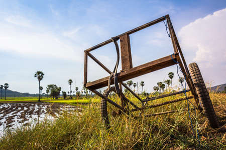 Agricultural wheelbarrow in the rice farmの写真素材