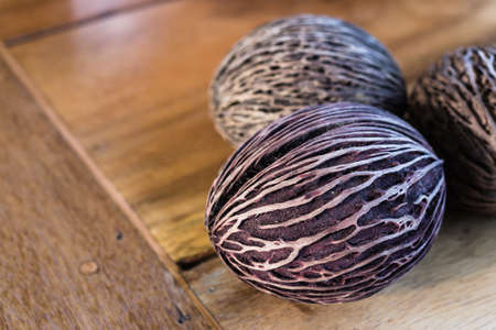 Artificial and decorative seed for home and garden, made from Suicide tree  Pong-pong tree の写真素材