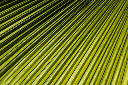 Closeup tropical palm leaf pattern and texture