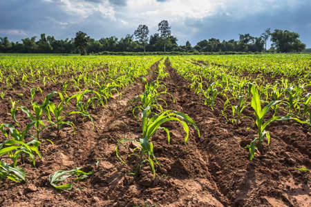 Corn plantation in countryside of Thailandの写真素材
