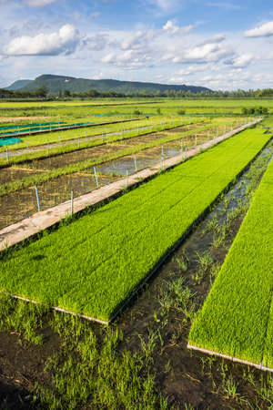 Young transgenic rice test in trayの写真素材