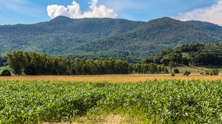 Corn farm with mountain and blue sky in Uttaradit province of Thailandの写真素材
