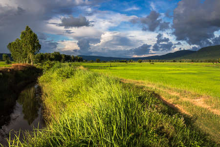 Rice farm with irrigation canal in countryside of Thailandの写真素材