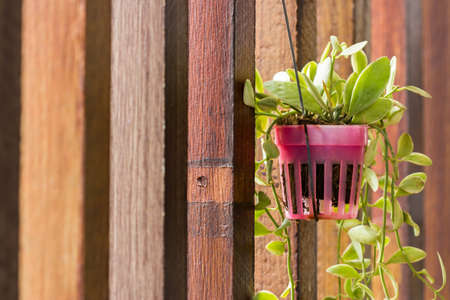 Ant plant  kind of climbing plant  hanging on wood partition in the garden  Dischidia pectinoides Pear in science name の写真素材