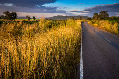 Road in countryside in Thailand with overgrown dry grasses and sunset lightの写真素材