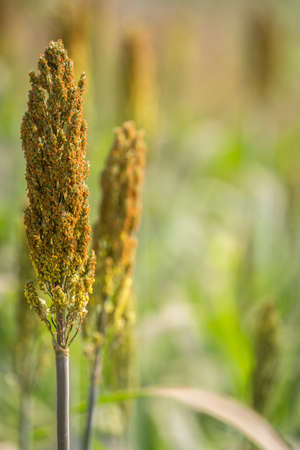 Closeup millet growing in the fieldの写真素材