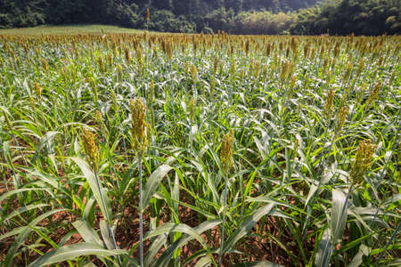 Millet field in countryside of Thailandの写真素材