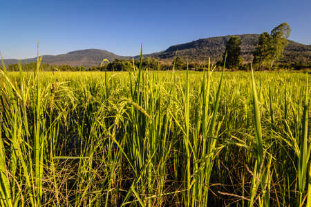 Closeup rice field produce grain with mountain and blue skyの写真素材