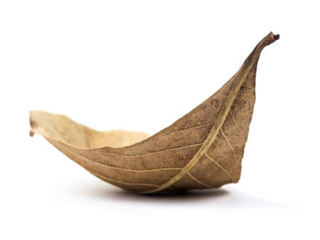 Dry leaf on white backgroundの写真素材