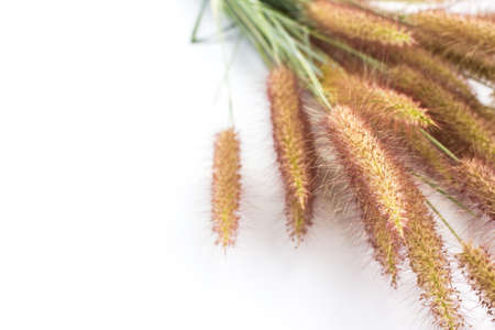 Bunch of decorative grasses flower on white backgroundの写真素材
