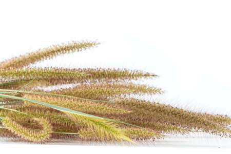 Bunch of decorative grasses flower on white backgroundの写真素材