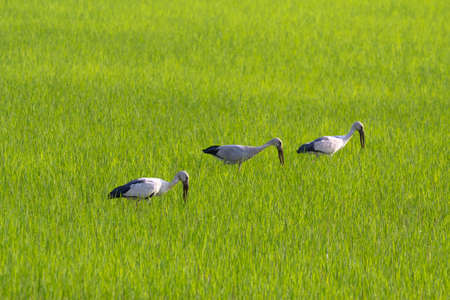 Egret bird walking in the rice paddy to seek some foodの写真素材