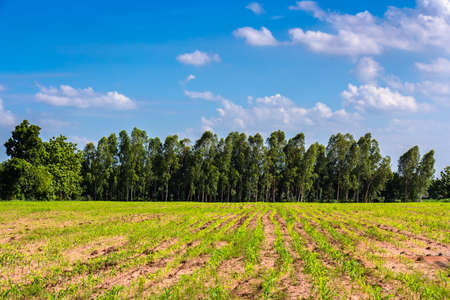 Landscape of corn farm and Eucalyptus woods in Thailand